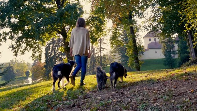 A young  woman walks three dogs under the trees in the park in the afternoon sun. Dogs love the fresh air.