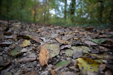 last fall leaves on the forest floor 
