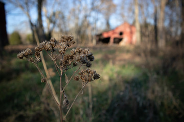 Old red barn with the plant in focus