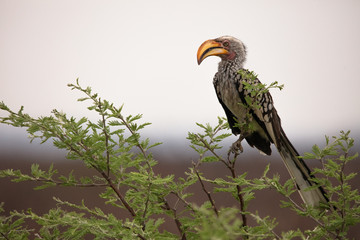 Yellow-billed Hornbill