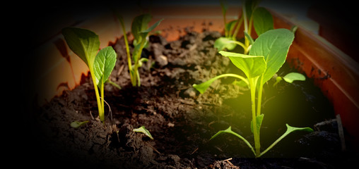 Turnip and light yellow