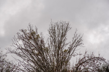 The crown of a bare and leafless tree branches hibernating in winter set against a dark cloudy sky in a horizontal image format.