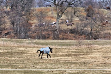 Horse Running to Friends