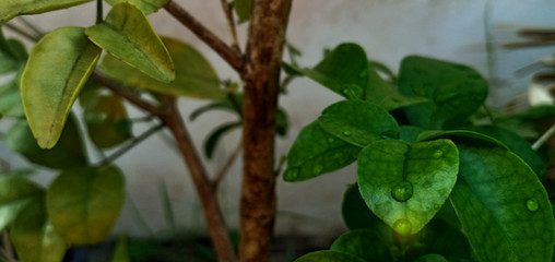 Obraz premium Drops of water with leaves in the morning of winter in Thailand