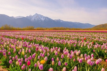 Rows of colorful tulips in spring with snow covered mountain in the background - 240071315