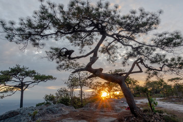 Fototapeta premium tree in yellowstone national park