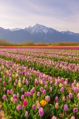 Obraz premium Rows of colorful tulips in spring with snow covered mountain in the background