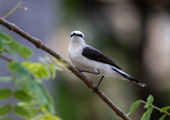 Fototapeta premium Lavadeira-mascarada VII