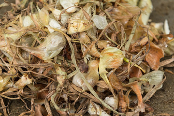 Onion Peels or Skins, a rich source of flavonoids, quercetin, antioxidants and anti-inflammatory.