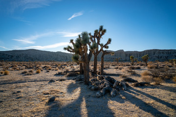 Joshua trees in the mojave desert 