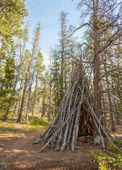 A Tipi, or Teepee made of trees in a pine forest © Scottiebumich