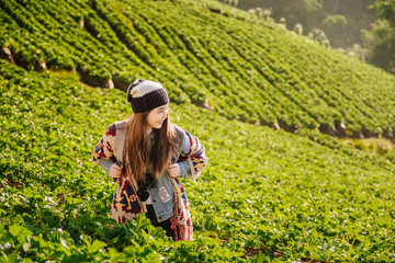 The Asian Female Traveler with his camera shoot of The beautiful Landscape, strawberry plantation in the morning with the mist sky and sunlight at Ban Nor Lae, Doi Ang Khang, Chaing Mai, Thailand.