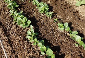 野菜の発芽