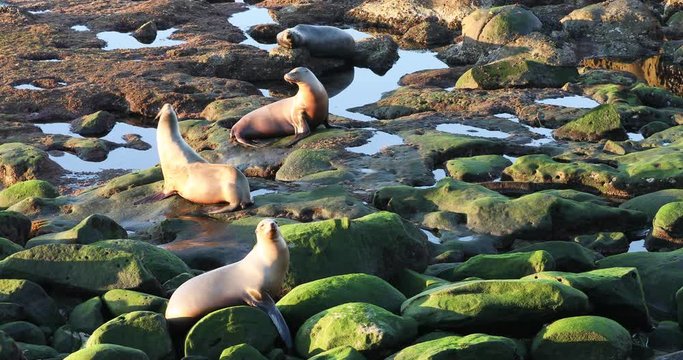 Sea lions seals on rocky beach southern California. La Jolla Cove a picturesque cove and beach that is surrounded by cliffs near San Diego, California. Protected marine and ecological reserve. 