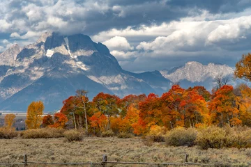 Washable Wallpaper Murals Teton Range Red, yellow, and orange leaves changing with mountain in background