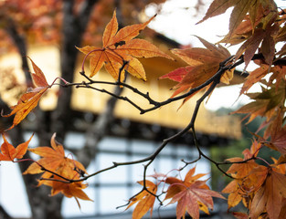 Autumn in Japan features acre leaves in red as autumn effect