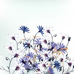 Beautiful vector illustration with field flowers