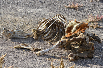 Horse skeleton in the Nevada desert, USA