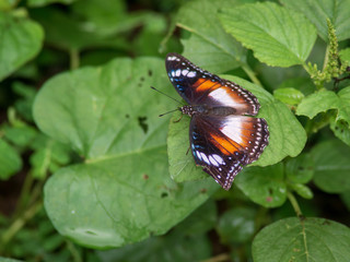 single butterfly sitting on green leaves