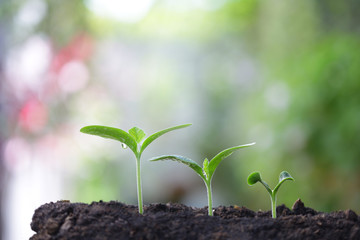 Young green plants  growing