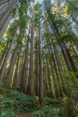 Fototapeta na wymiar Jedediah Smith Redwood - Boy Scout Tree Trail -