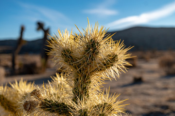 Joshua trees in the mojave desert 