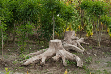 Tree roots in the flower garden are prepared for seating