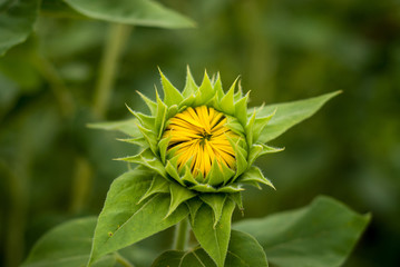 Macro / Close up of a small yellow sunflower with closed petals and green leaves