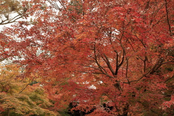 紅葉 (赤)