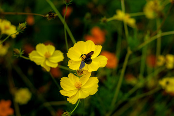 a bee is looking for food on yellow flowers - Yogyakarta, Indonesia