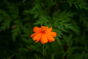 beautiful orange flowers with blurry background
