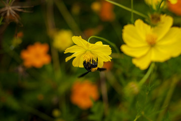a bumblebee stealing nectar from yellow flower