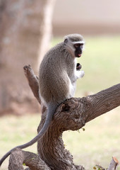 A Vervet Monkey sits on a stump in South Africa