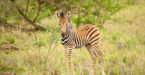 African Zebra Calf in a South African game reserve