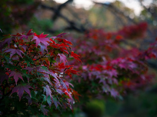 Red and green autumnal leaves with copy space on the right