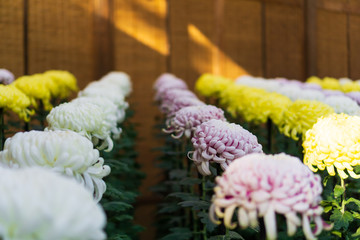 Japanese chrysanthemums on display in Tokyo, Japan