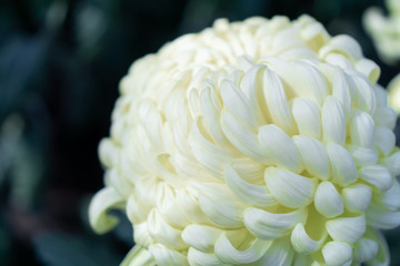 Japanese chrysanthemums on display in Tokyo, Japan