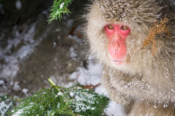 Snow monkeys can live in cold weather with white snow as a backdrop.