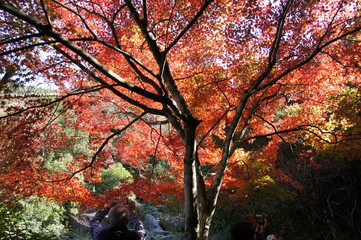 紅葉谷公園