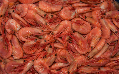 fresh shrimp in the market