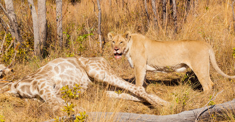  African Lion in a South African Game Reserve