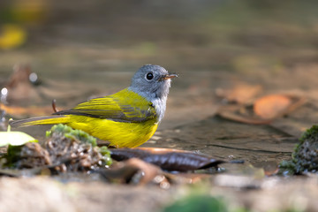 Bird behavior  in the wild,Grey head canary flycatcher.Grey and yellow bird standing in a pond with wet plumage drinking and taking a bath in rain forest of thailand,side view..