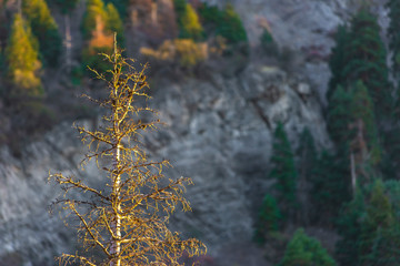 Fototapeta premium Autumn tree with all the leaves fallen off