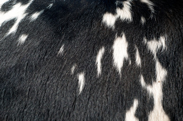 Bull hair skin texture and pattern
