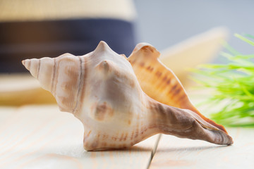 Seashell close up on a wooden table. Beach holiday concept.