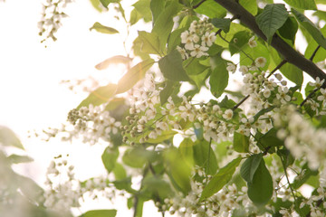 Close-up of a bird cherry branch on a background of sunshine on a warm day.