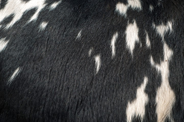 Black and white bull skin hair pattern and texture