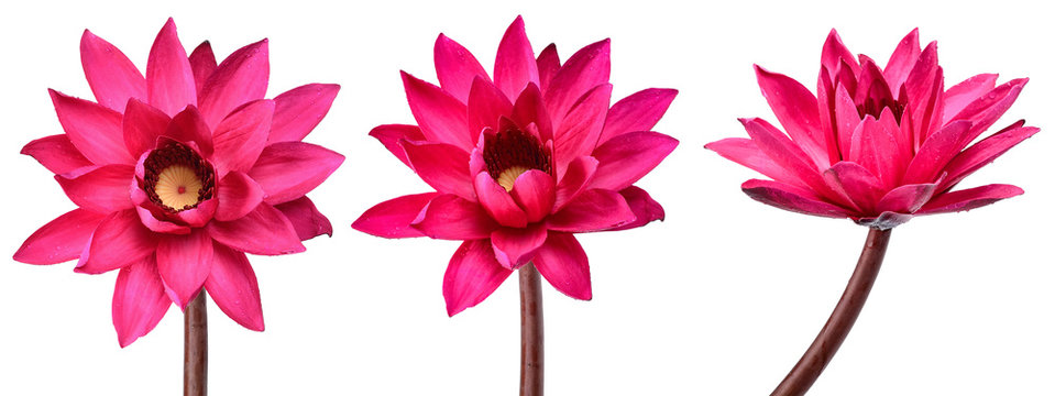 Collection Red Lotus flower isolated on white background