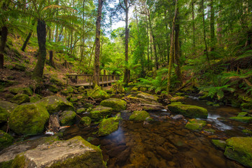 Lush rainforest in Mount Field National Park in Tasmania, Australia