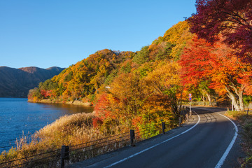 Momiji tunnel at lake Kawaguchiko in autumn season, Japan.